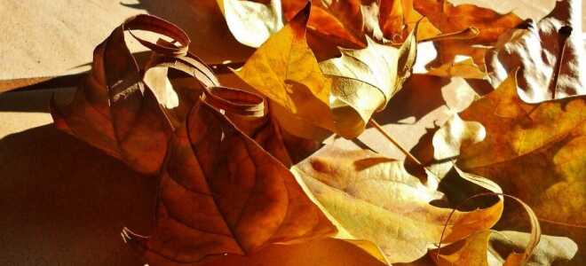 Осенние ароматы для нашего дома